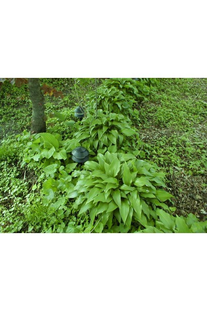 Хоста ланцетолиста посадка